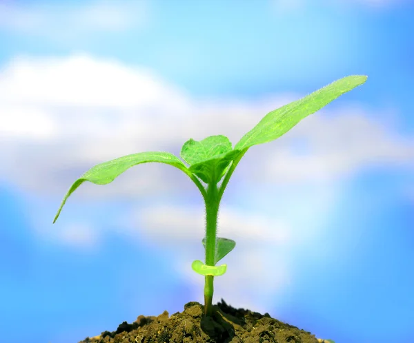 Jonge plant groen — Stockfoto