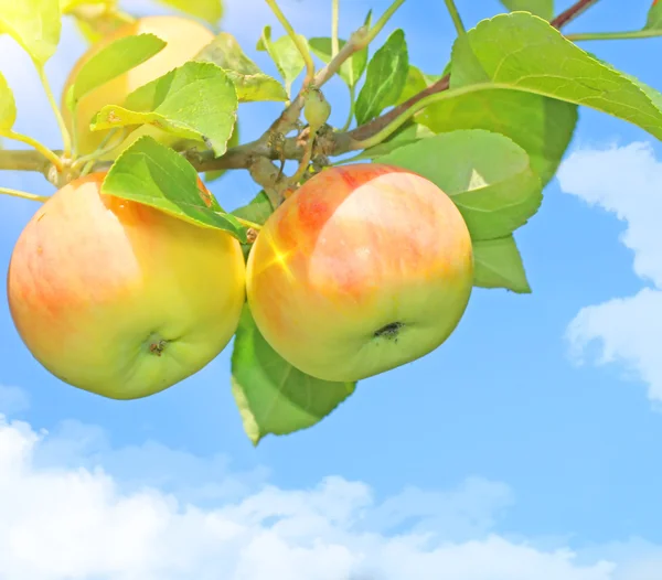 Rama con manzanas — Foto de Stock