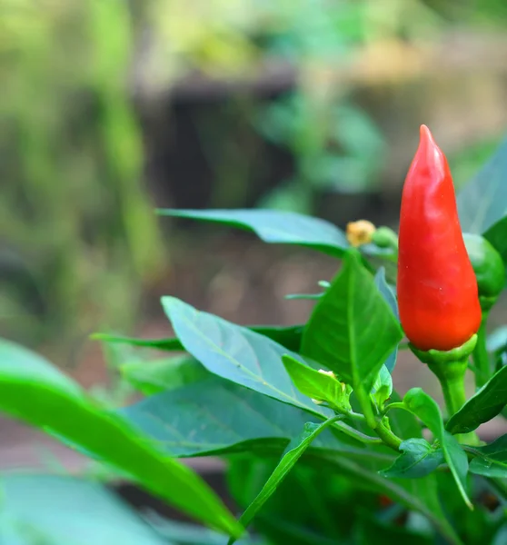 stock image Red pepper