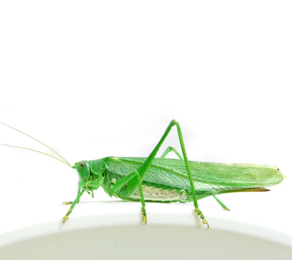 Isolated green grasshopper — Stock Photo, Image
