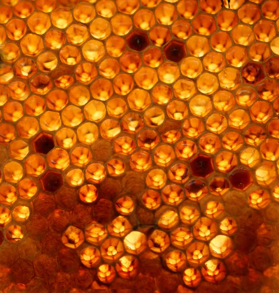 Μέλι στις χτένες και μια μέλισσα που εργάζονται — Φωτογραφία Αρχείου