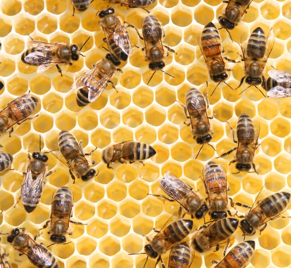 Pente de mel e uma abelha trabalhando — Fotografia de Stock