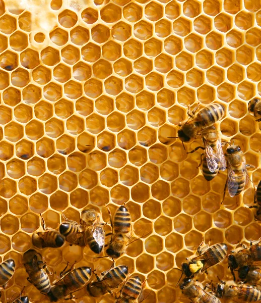 Miód Lipowy i pszczoła pracy — Zdjęcie stockowe