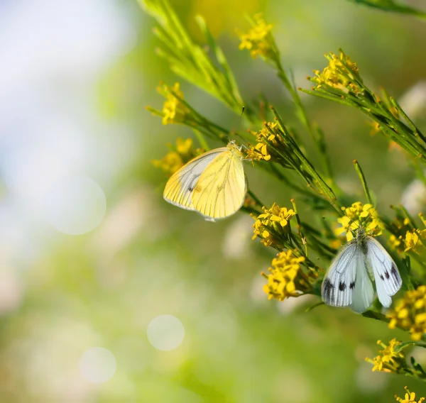 Бабочки на цветах — стоковое фото