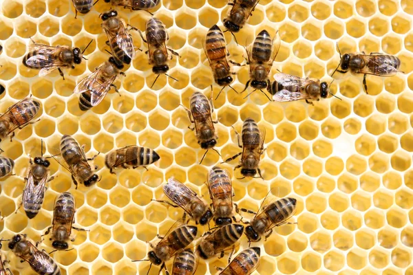 Peigne de miel et une abeille de travail — Photo