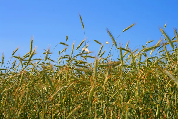 Пшениця Стокове Фото