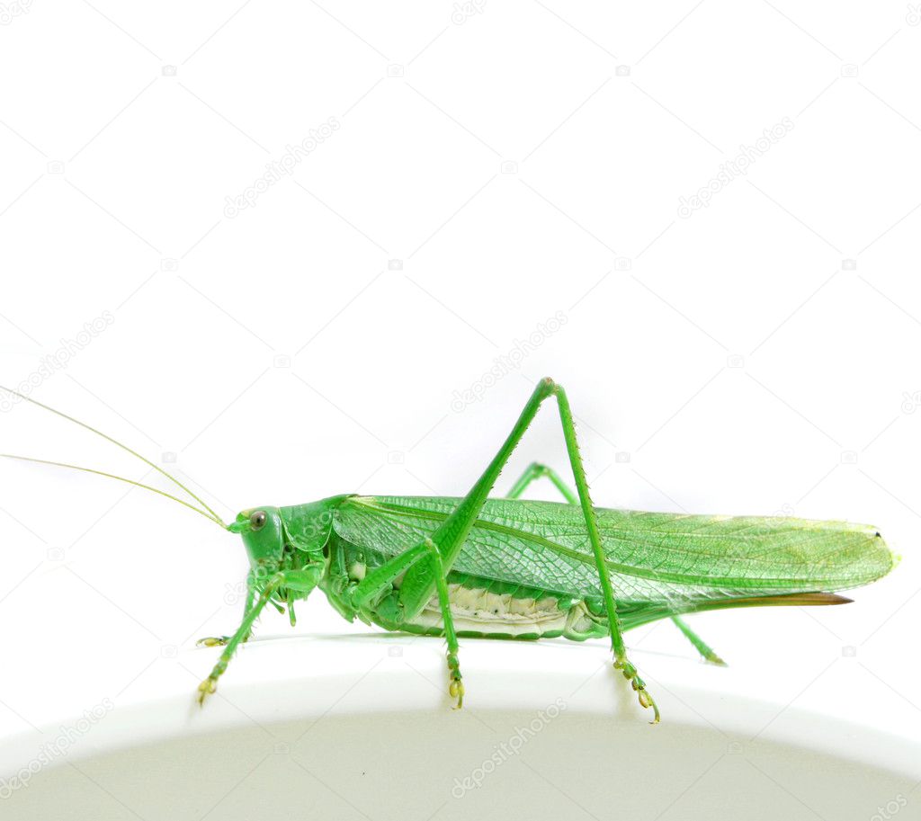 Isolated green grasshopper