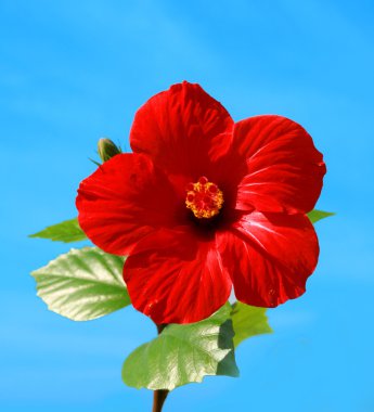 Red hibiscus clipart