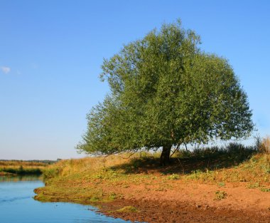 Yeşil ağaç