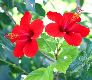 Red hibiscus clipart