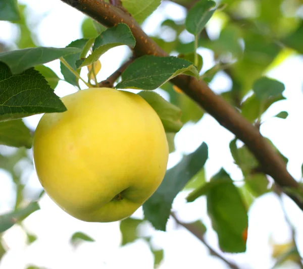 Branche aux pommes — Photo