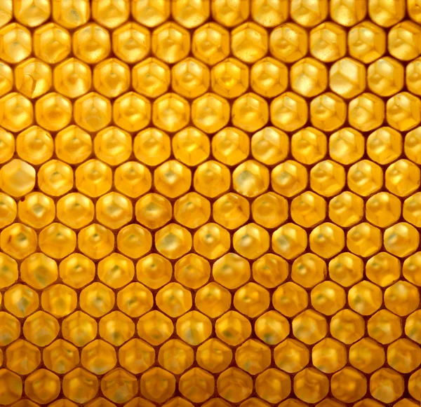 Мед липовий — стокове фото