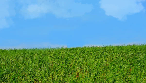 Campo verde de primavera de grama — Fotografia de Stock