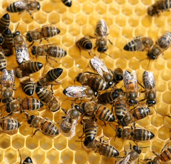 Peine de miel y una abeja trabajando — Foto de Stock