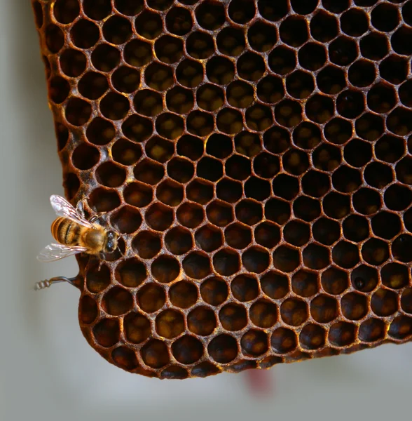 Pente de mel e uma abelha trabalhando — Fotografia de Stock