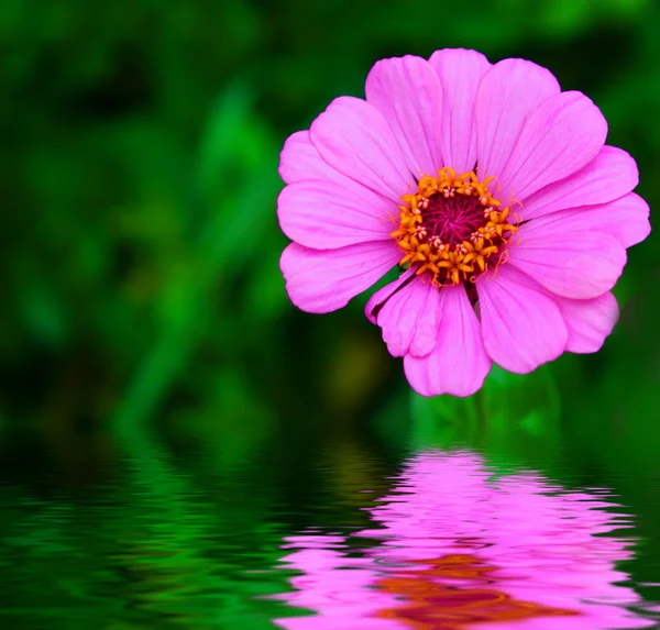 Рожева квітка — стокове фото