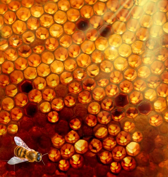 Honey comb and a bee - Stock Image - Everypixel