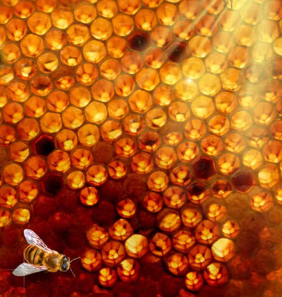 Honigwabe und Biene — Stockfoto