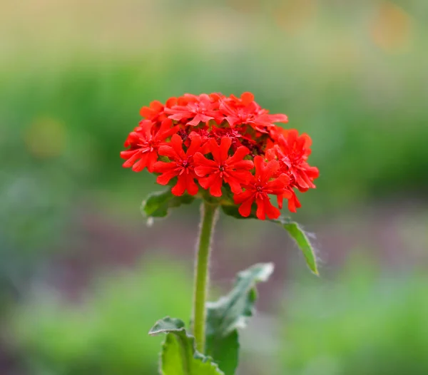 Stock image Flower