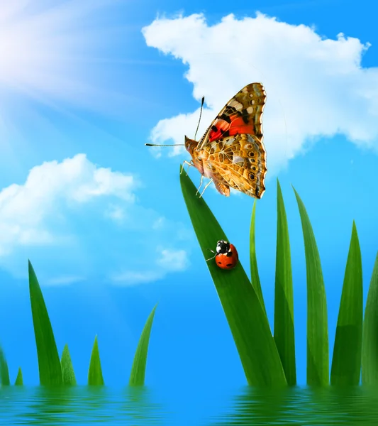 Joaninha e borboleta — Fotografia de Stock
