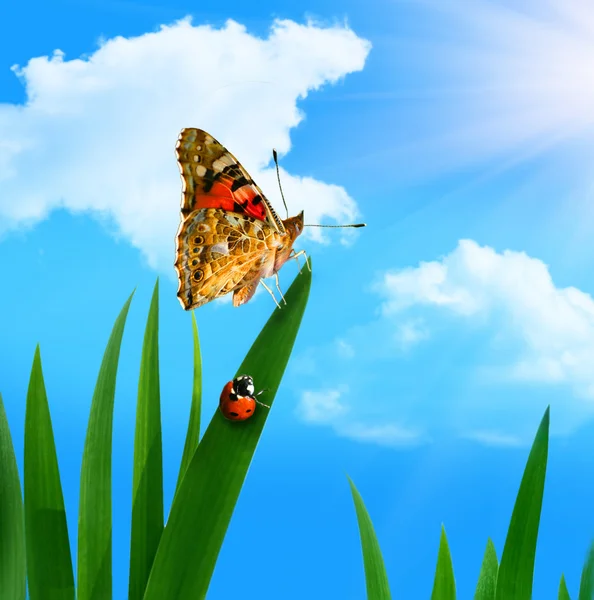 Joaninha e borboleta — Fotografia de Stock