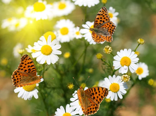 Butterflies on daisies — Stock Photo, Image