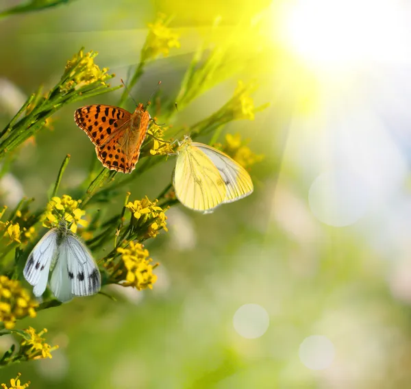 Квіти і метеликів — стокове фото