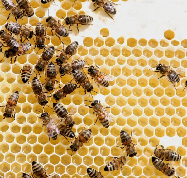 Peine de miel y una abeja — Foto de Stock