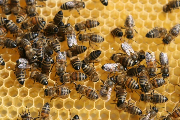 Honing kam en een bee — Stockfoto