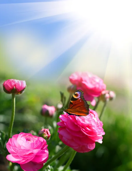 Flowers and butterfly — Stock Photo, Image