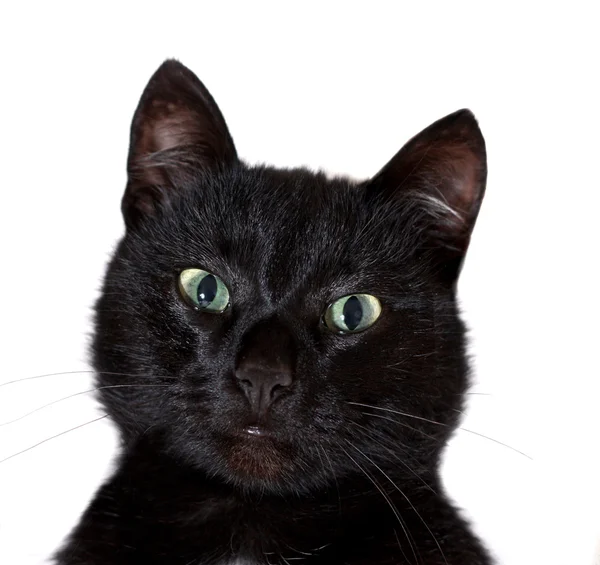 Kara kedi portre