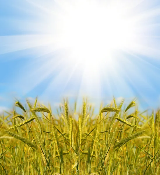 Gold wheat and blue sky — Stock Photo, Image