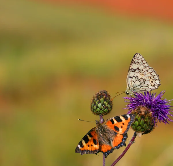 Метелики — стокове фото