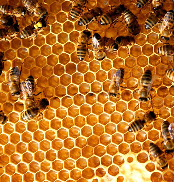 Honey comb and a bee Stock Photo
