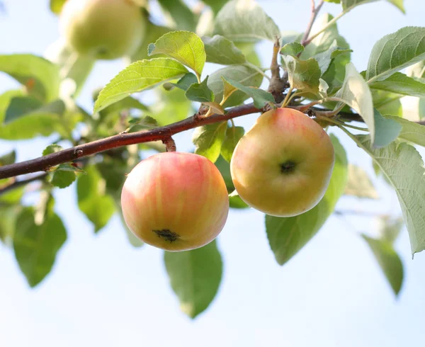 Branch with apple — Stock Photo, Image