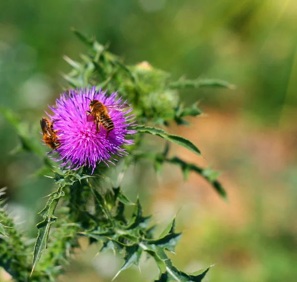 Пчелы на цветах — стоковое фото