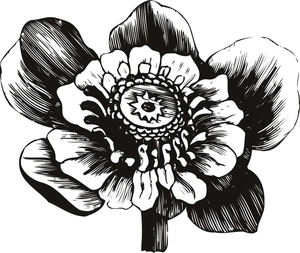 Pflanze der Blume — Stockvektor