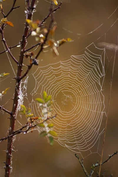 SpiderWeb