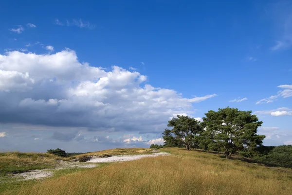 stock image Grass landscape