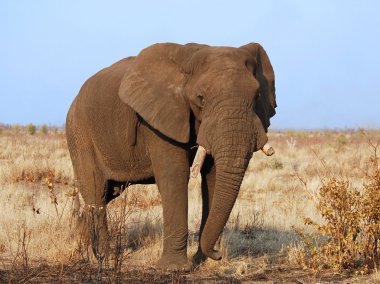 Wildlife: African Elephant clipart