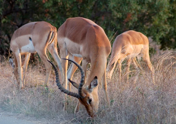 Impala: Aepyceros Melampus — Stockfoto