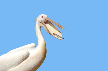 Great white pelican clipart