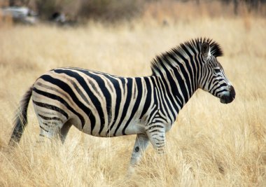 Burchell's Zebra in Africa clipart