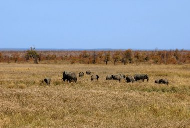 Afrika fili sürüsü