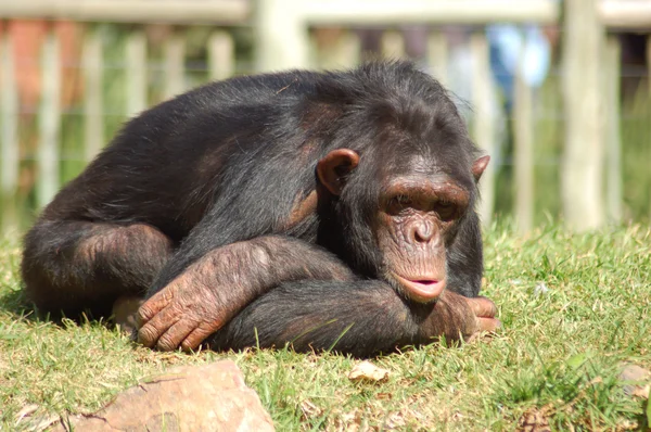 stock image Chimpanzee