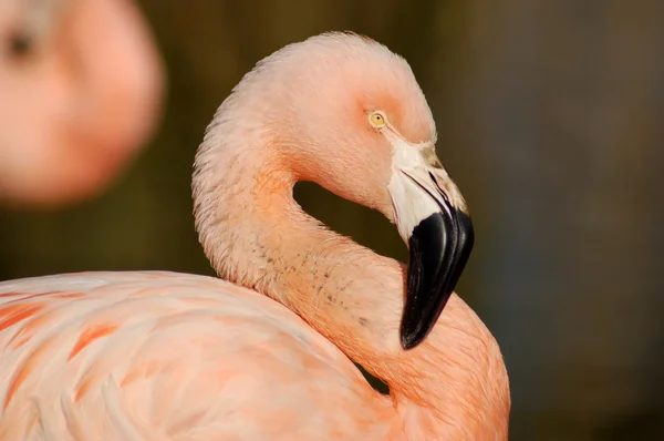 Flamingo — Foto de Stock