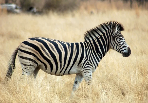 Burchell 's Zebra in Afrika — Stockfoto