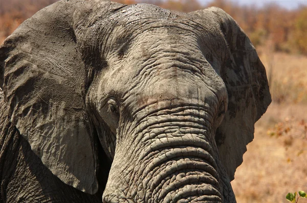 Faune sauvage : Eléphant d'Afrique — Photo
