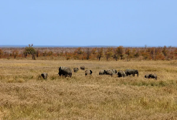 Afrikai elefánt csorda — Stock Fotó