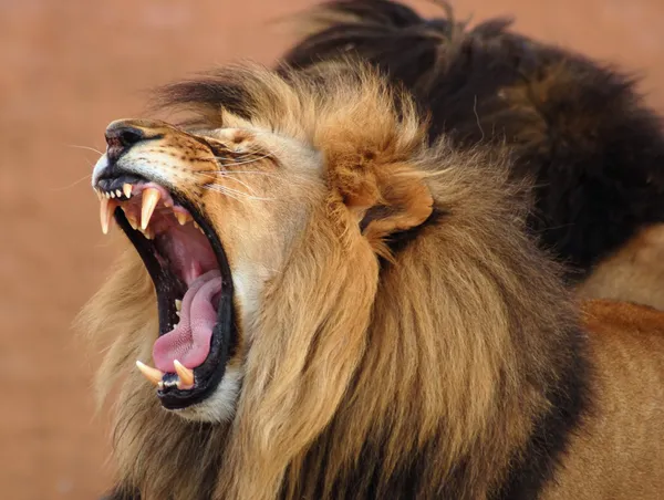 Lion d'Afrique — Photo